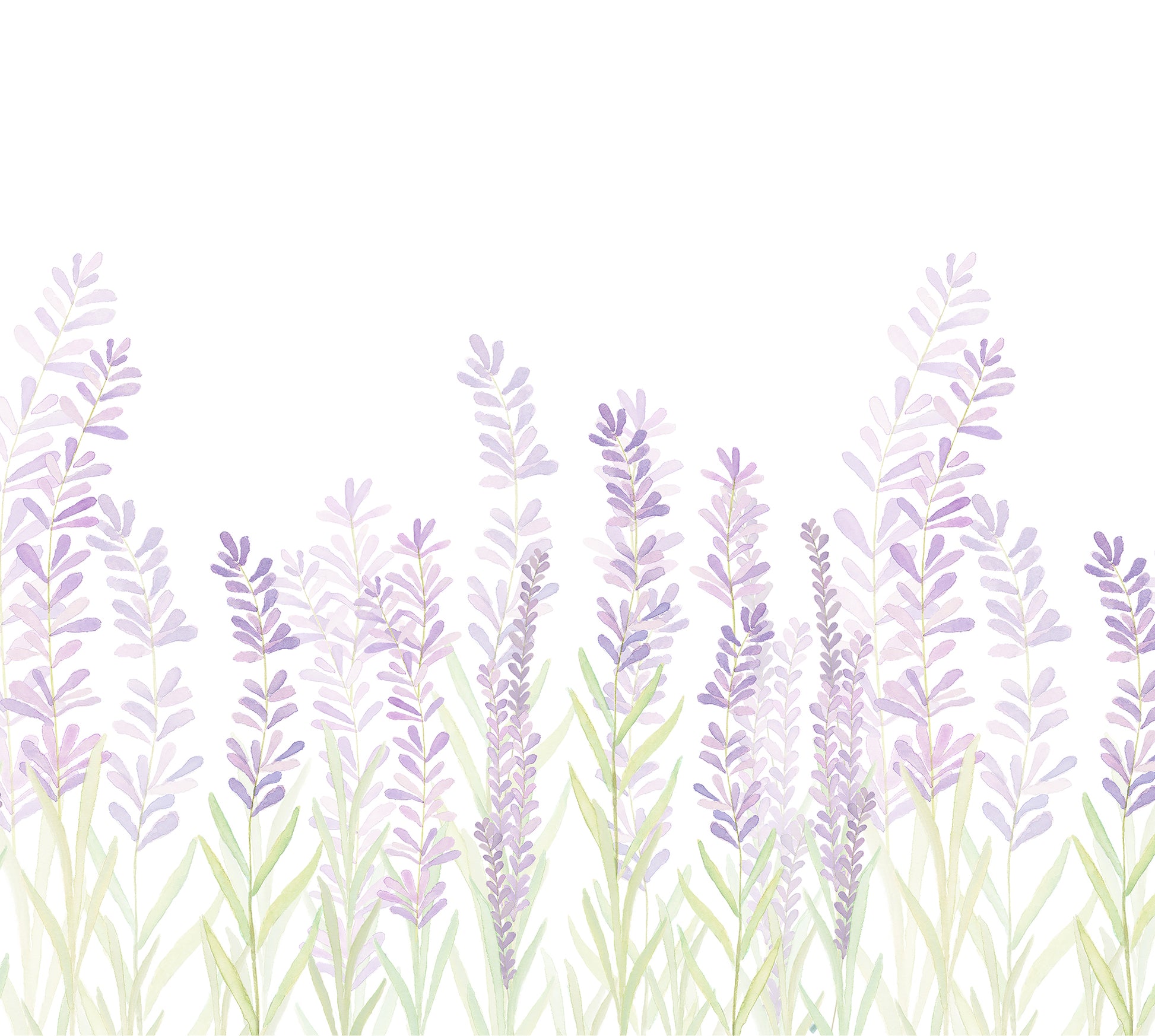 Papel de parede Lavandas